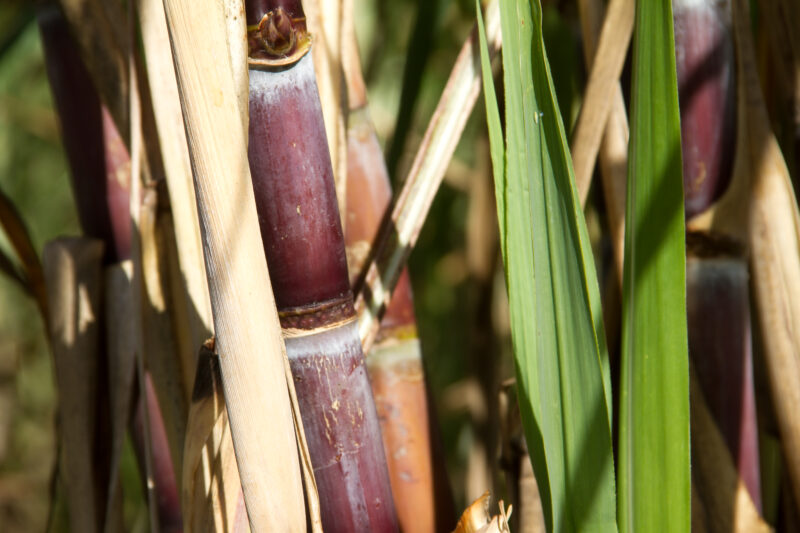 Richland Sugarcane